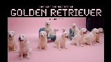 Miniatura do vídeo golden retriever