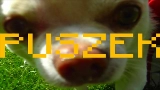 Miniatura do vídeo TO PIPY