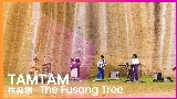 Miniatura do vídeo 扶桑樹 - The Fusang Tree