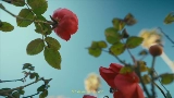 Miniatura do vídeo Mi Morena